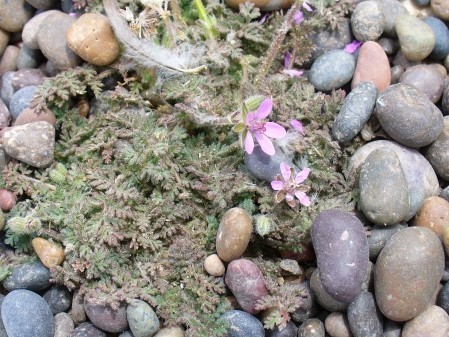 Erodium cicutarium (Geraniaceae) - Argentina